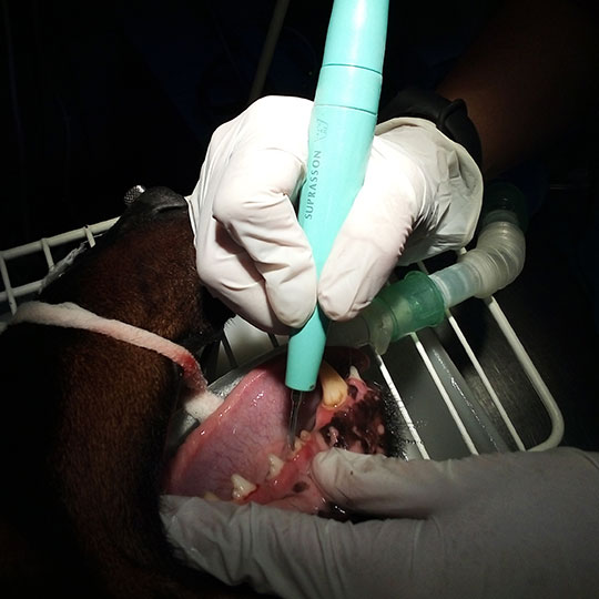 limpieza dental en animales